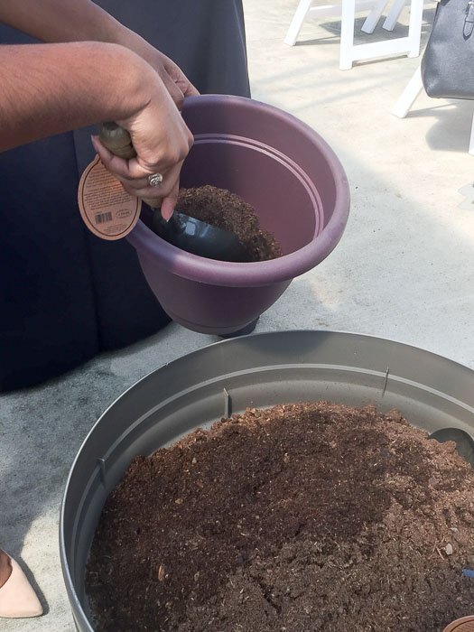 hands troweling soil from one large part into a small purple pot