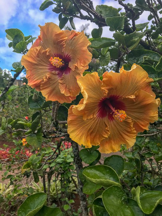 hibiscus in Dole Plantation garden on Oahu's North Shore