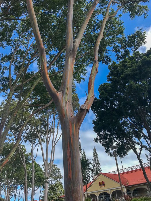 rainbow eucalyptus tree at Dole Plantation, Oahu