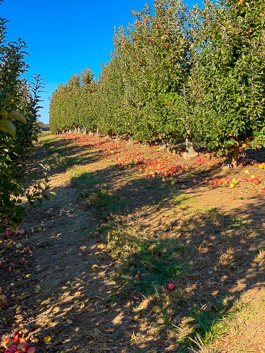 trees and apples at Mercier Orchards