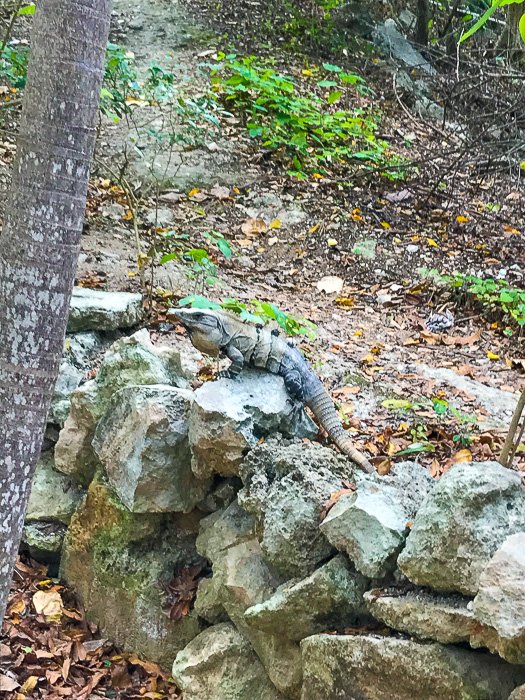 iguana on rock at Tulum Mayan Ruins