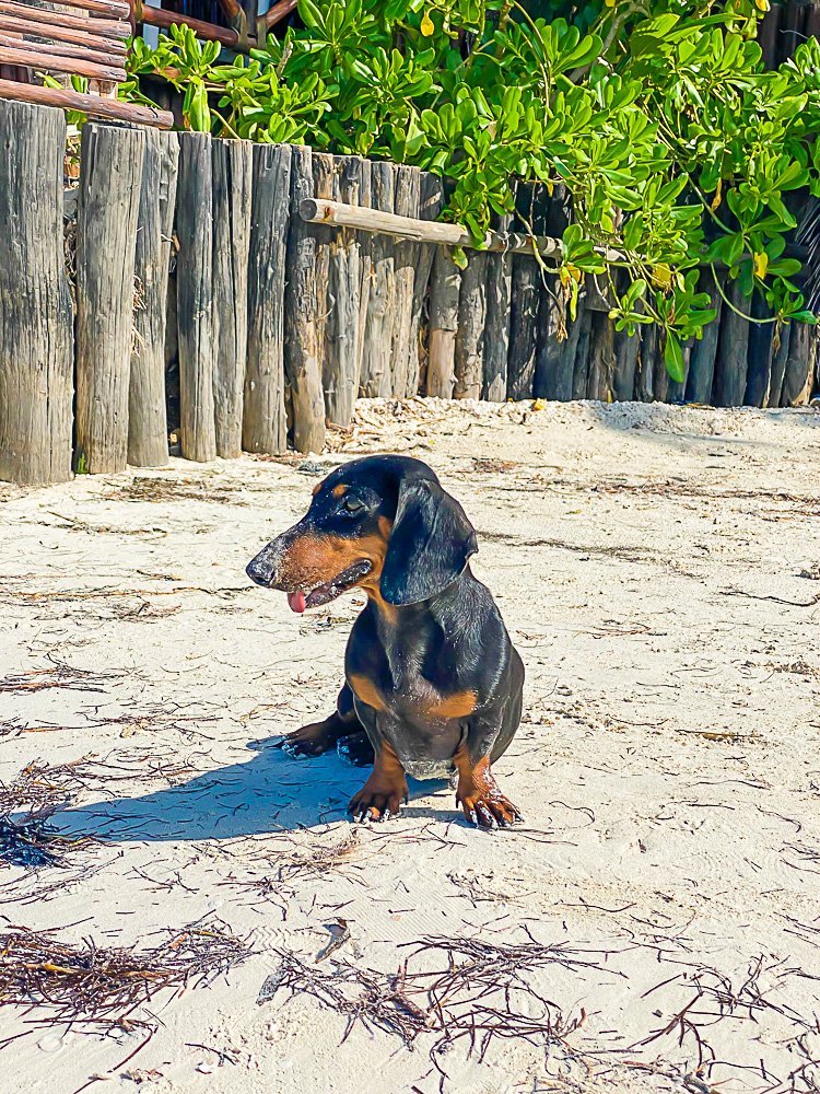 black and tan mini dachshund on beach
