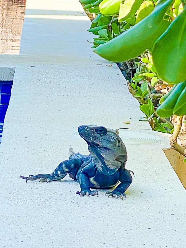 iguana crawling along edge of pool