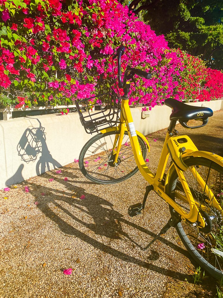 yellow bike parked next to bushes of flowers.