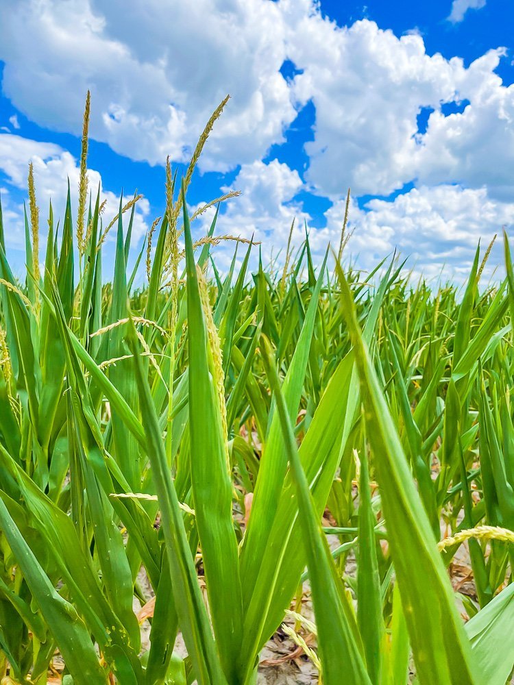 field of corn in El Campo, Texas.