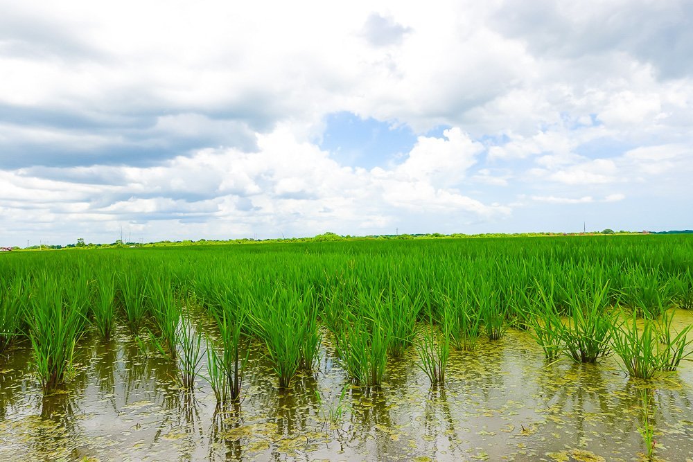 rice field in El Campo, Texas.