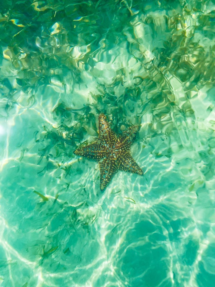 starfish in shallow water.